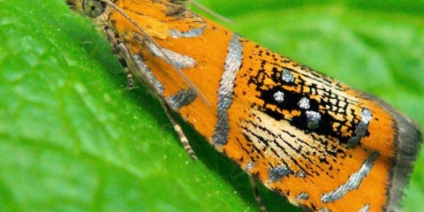 Gusjenice na ribizli: zašto, šta učiniti